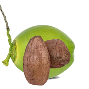 जटानरिवल jata nariwal