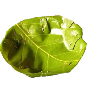 बोहता Bohata
