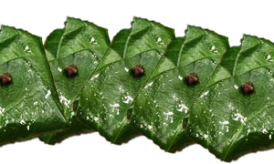 पान Paan
