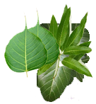 आँप पिपलका पातहरु Aap pipalko paat